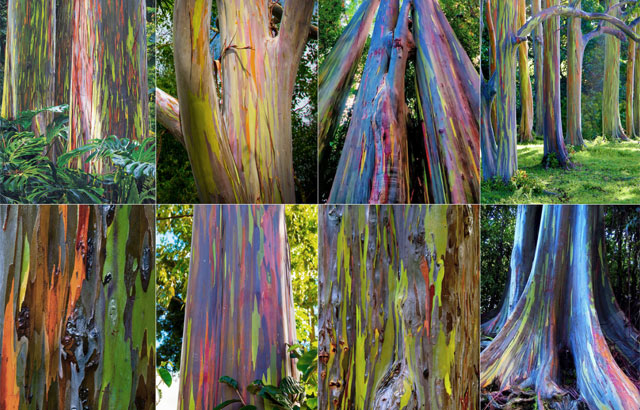 Drvo rainbow eucalyptus
