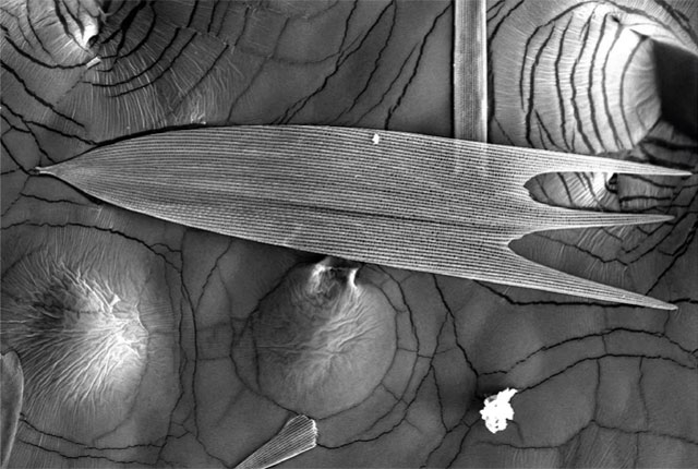 Mikroskopski prikaz ljuske