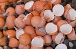Ljuske jajeta se mogu koristiti u proizvodnji keramike