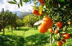 Otpad stabla pomorandže pretvoren u zvučnu izolaciju visokih performansi