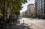 Gradovi se pregrevaju, očuvanje drveća postaje prioritet