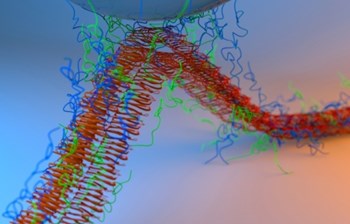 Proteini školjki inspirisali stvaranje vodootpornog superlepka