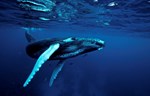 Priručnik biomimikrije: Šta kitovi mogu da nas nauče o lopaticama i filterima?