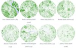 Najzeleniji gradovi Evrope prema satelitskim snimcima
