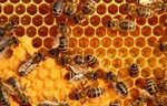 Priručnik biomimikrije: Šta pčele mogu da nauče inženjere o izolaciji, elastičnosti i letu?