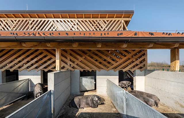 Inovativni dizajn eko farme crnih slavonskih svinja