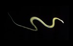 Biomimikrija: Novo razumevanje letećih zmija može dovesti do napretka u tehnologiji vetroturbina