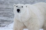 Dlaka polarnih medveda inspiracija za toplotnu izolaciju