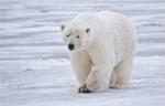 Krzno polarnog medveda nudi rešenje za ultratanku izolaciju