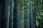 Bambus u građevinarstvu: Da li je trava uvek zelenija?