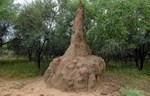 Kako gnezdo termita može da pomogne arhitektama?