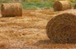 Formirana asocijacija "Serbio" za razvoj tržišta biomase u Srbiji