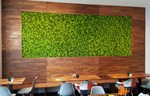 Green World donosi zelene zidove od Moschito mahovine