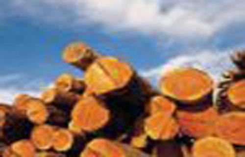 Promocija upotrebe drveta kao građevinskog materijala u Srbiji
